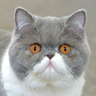 くまこ